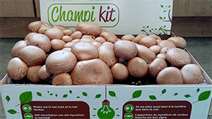 Kit de culture biologique - Champimignons